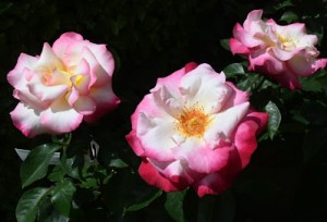YOURE MY EVERYTHING (hybrid tea)